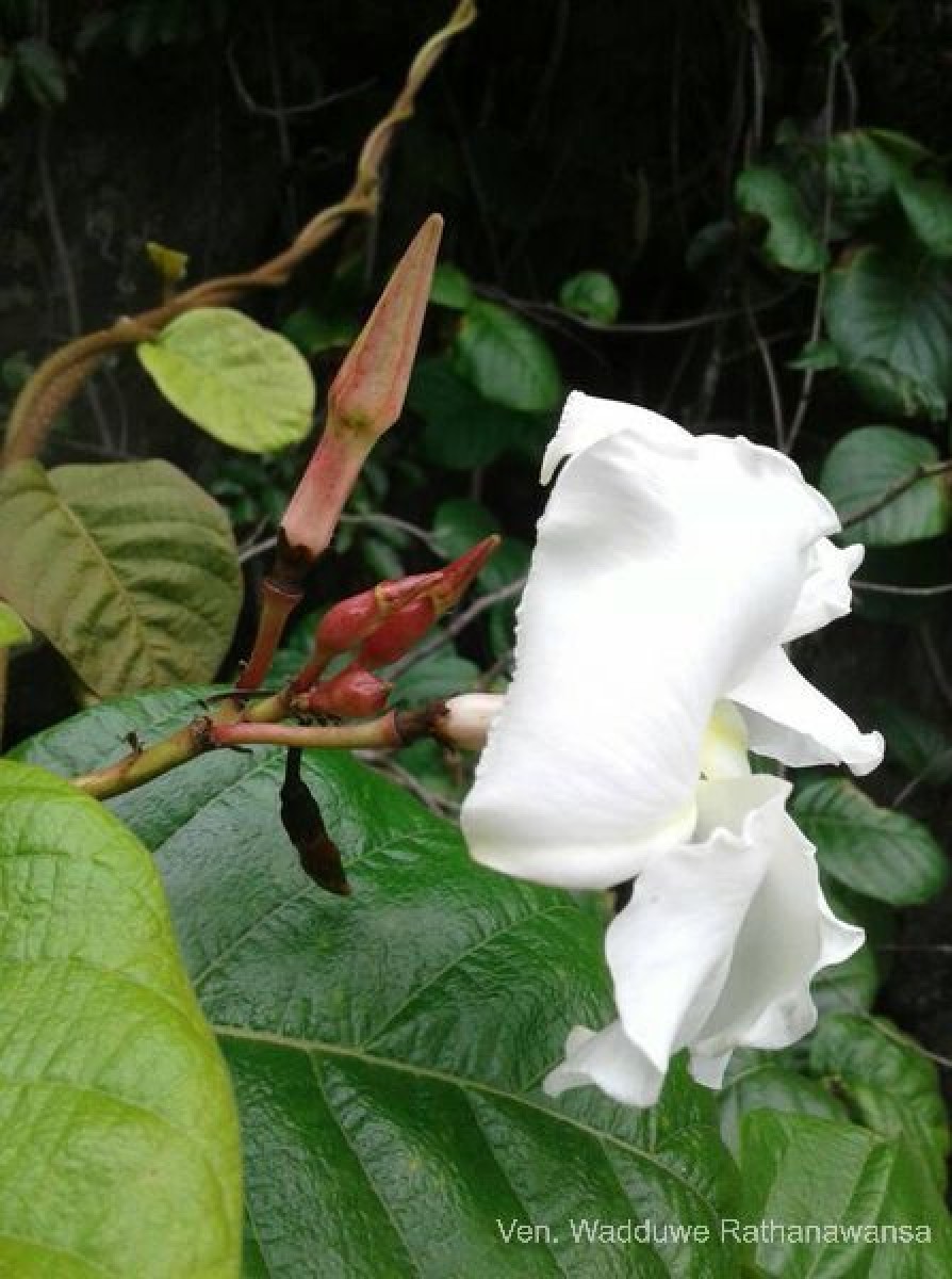 Chonemorpha fragrans (Moon) Alston